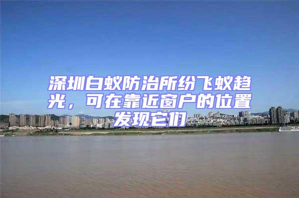 深圳白蟻防治所紛飛蟻趨光，可在靠近窗戶的位置發現它們