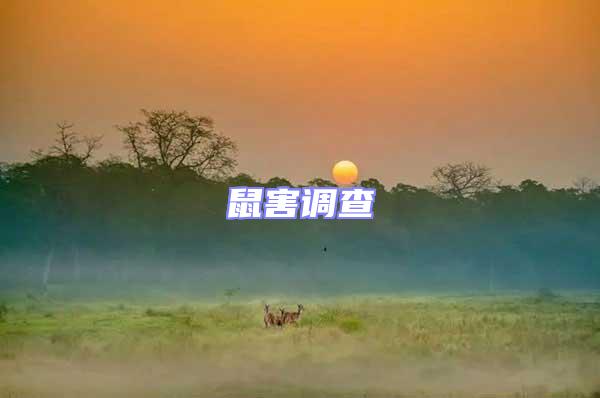 鼠害調查