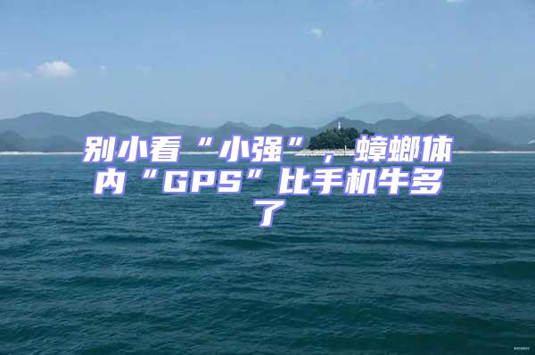 別小看“小強”，蟑螂體內“GPS”比手機牛多了