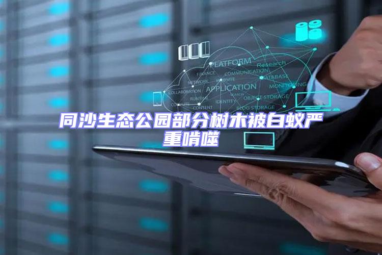 同沙生態(tài)公園部分樹木被白蟻嚴(yán)重啃噬