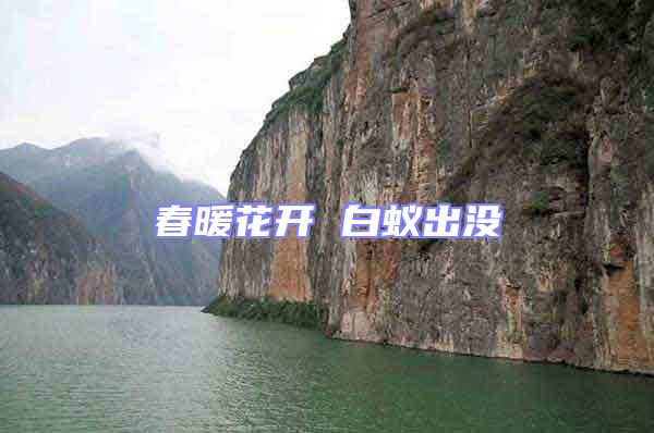春暖花開(kāi) 白蟻出沒(méi)