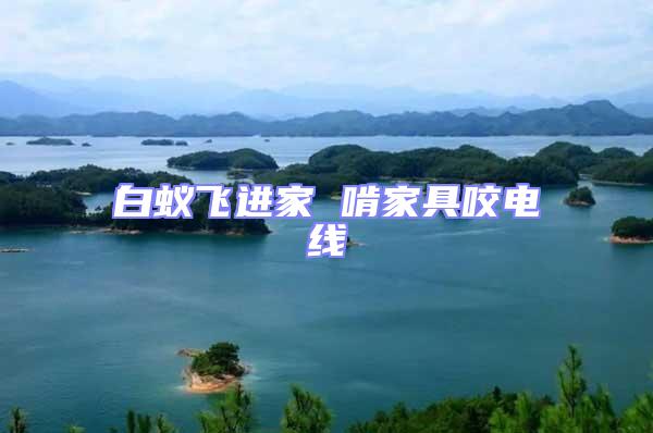 白蟻飛進(jìn)家 啃家具咬電線
