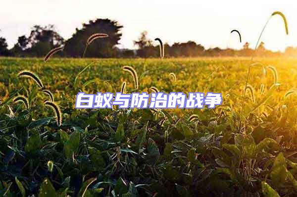 白蟻與防治的戰(zhàn)爭