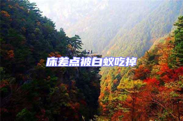 床差點被白蟻吃掉