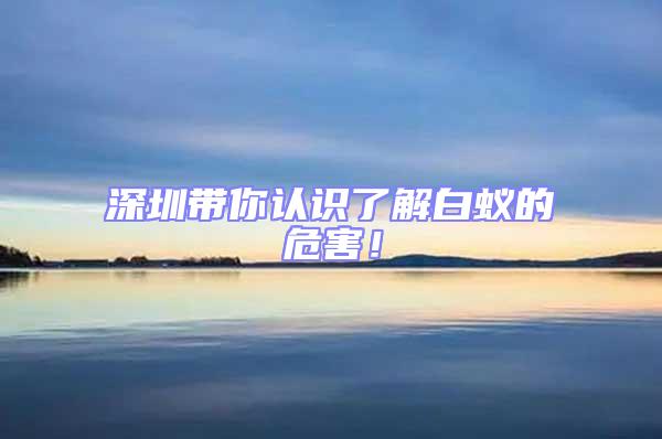 深圳帶你認識了解白蟻的危害！