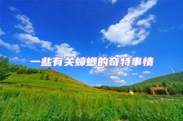 一些有關蟑螂的奇特事情