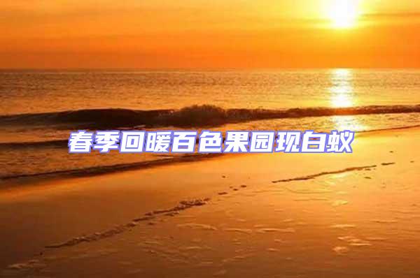春季回暖百色果園現白蟻