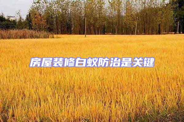 房屋裝修白蟻防治是關鍵
