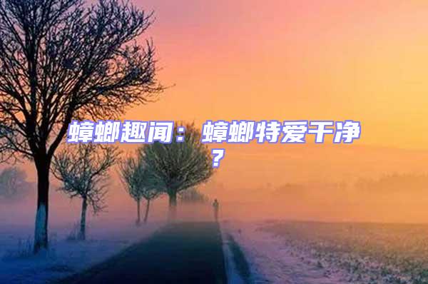 蟑螂趣聞：蟑螂特愛干凈？