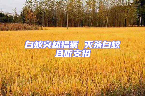 白蟻突然猖獗 滅殺白蟻且聽支招