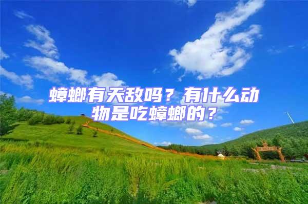蟑螂有天敵嗎？有什么動物是吃蟑螂的？