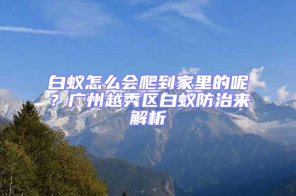 白蟻怎么會爬到家里的呢？廣州越秀區(qū)白蟻防治來解析