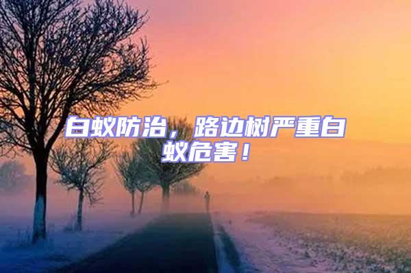 白蟻防治，路邊樹(shù)嚴(yán)重白蟻危害！