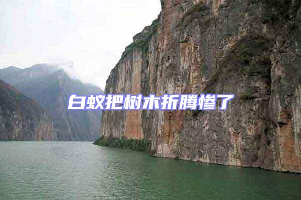 白蟻把樹(shù)木折騰慘了