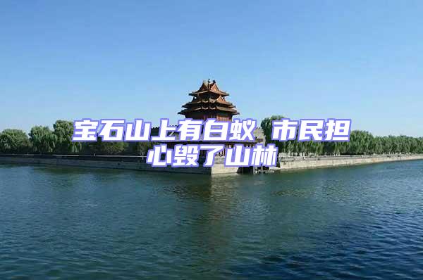 寶石山上有白蟻 市民擔心毀了山林