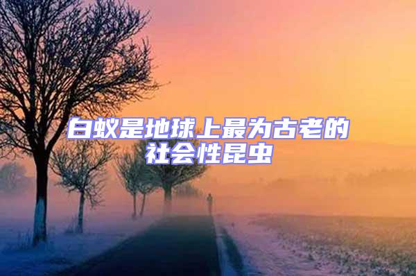 白蟻是地球上最為古老的社會(huì)性昆蟲(chóng)
