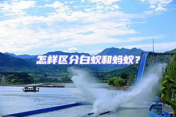 怎樣區(qū)分白蟻和螞蟻？