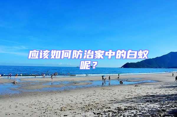 應該如何防治家中的白蟻呢？