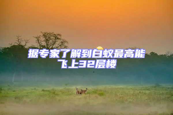 據(jù)專家了解到白蟻最高能飛上32層樓