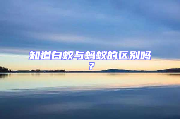 知道白蟻與螞蟻的區(qū)別嗎?