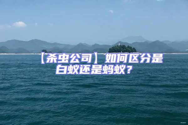 【殺蟲公司】如何區分是白蟻還是螞蟻?