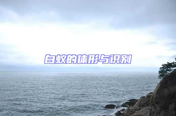 白蟻的體形與識(shí)別