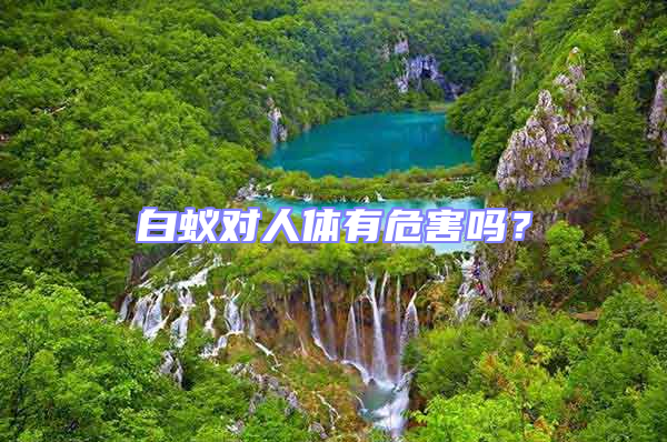 白蟻對人體有危害嗎？