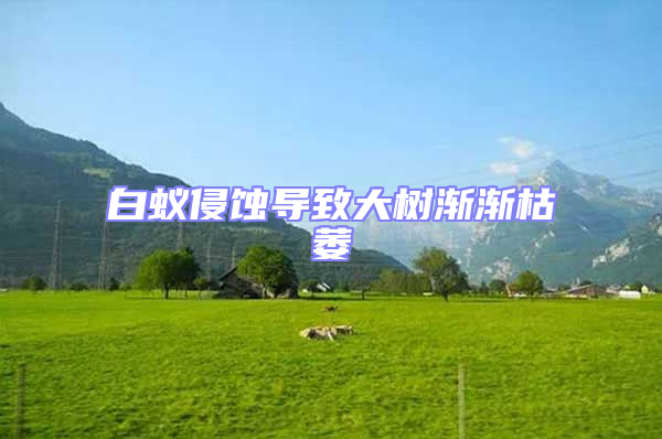 白蟻侵蝕導(dǎo)致大樹漸漸枯萎