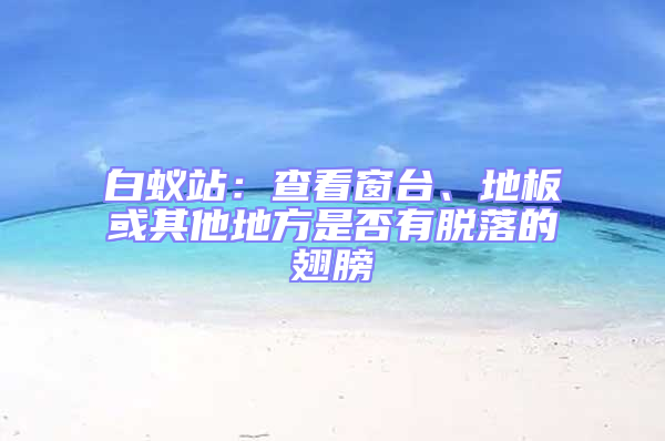 白蟻站:查看窗臺、地板或其他地方是否有脫落的翅膀
