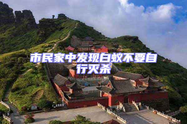 市民家中發現白蟻不要自行滅殺