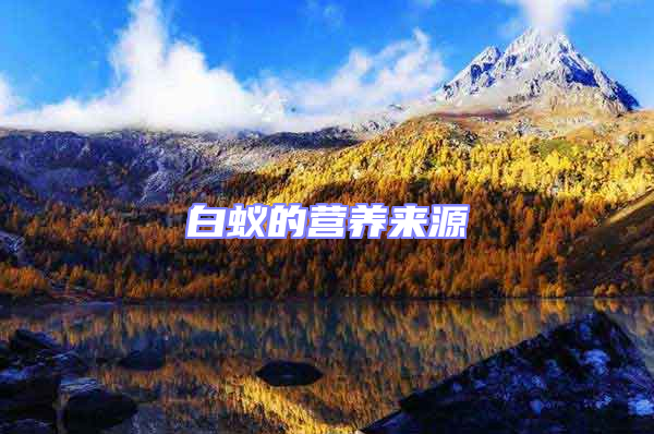 白蟻的營養來源