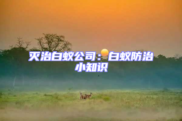 滅治白蟻公司:白蟻防治小知識