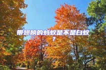 帶翅膀的螞蟻是不是白蟻？