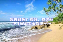沒有蚊蠅？很好，但這些小飛蟲是怎么回事……