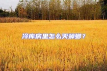 冷庫房里怎么滅蟑螂？