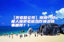 【滅老鼠公司】奇聞！印度人竟把老鼠當作神靈供奉喂養？！