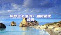 蟑螂怎么來的？如何消滅蟑螂