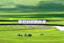 常見螞蟻的種類