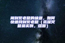聞到死老鼠的味道，如何快速找到死老鼠（資深滅鼠員實例，組圖）