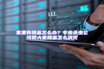 家里有跳蚤怎么辦？專業殺蟲公司教大家跳蚤怎么消滅