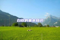 白蟻的基本知識(shí)