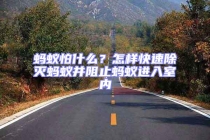 螞蟻怕什么？怎樣快速除滅螞蟻并阻止螞蟻進入室內