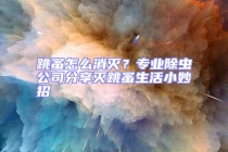 跳蚤怎么消滅？專業除蟲公司分享滅跳蚤生活小妙招