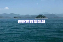 白蟻的群體智慧