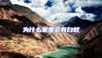 為什么家里會(huì)有白蟻