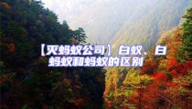【滅螞蟻公司】白蟻、白螞蟻和螞蟻的區別