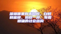 深圳哪里有殺白蟻，白蟻和蜜蜂、螞蟻一樣，有著明確的社會結構
