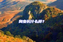 臭蟲長什么樣？