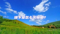 地下室怎么滅蟑螂？