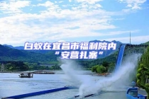 白蟻在宜昌市福利院內(nèi)“安營(yíng)扎寨”